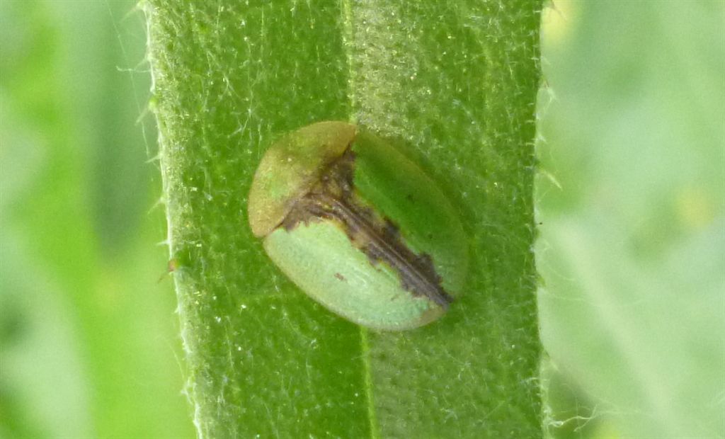 Cassida